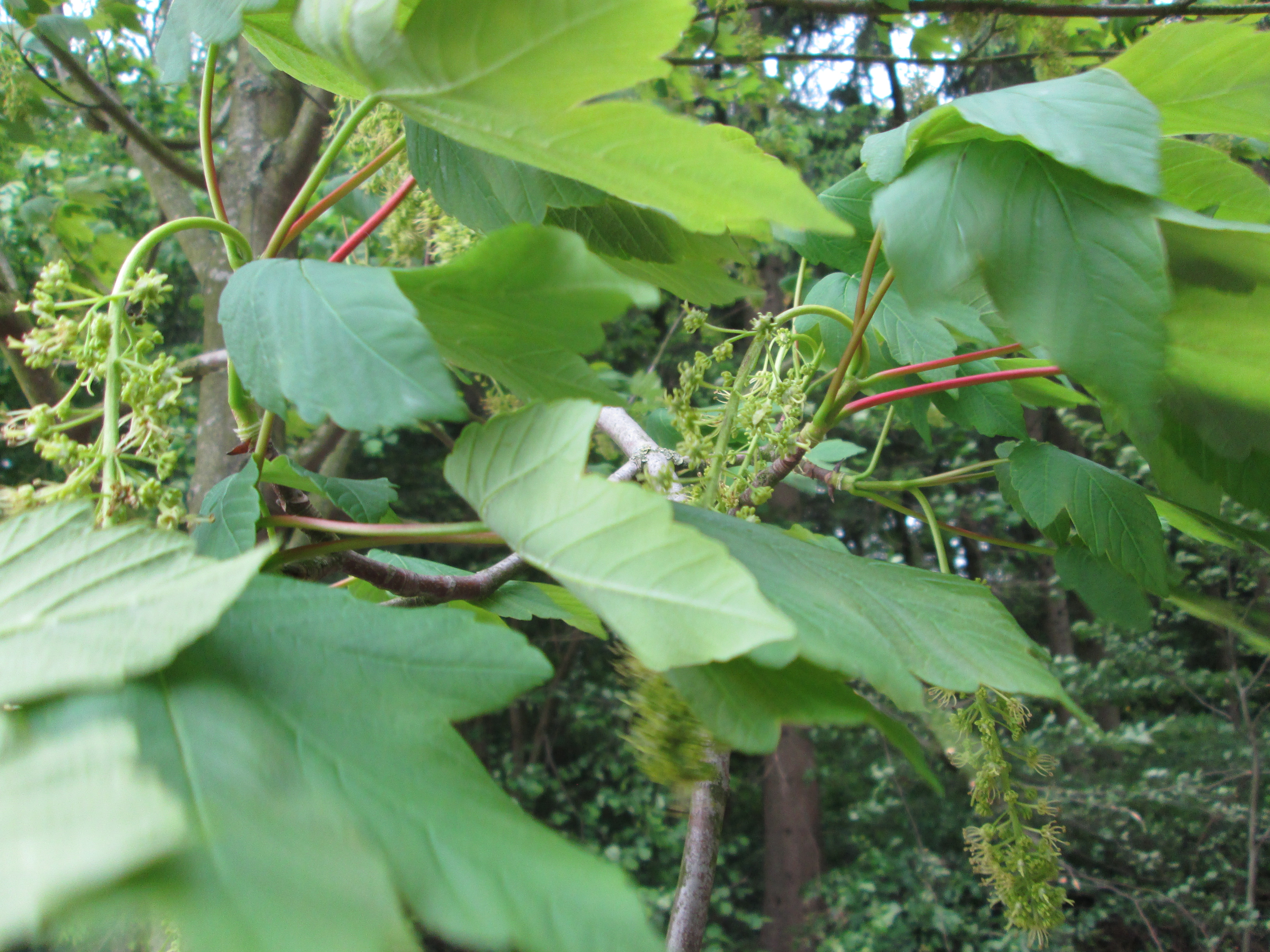 Acer pseudoplatanus Berg-Ahorn (4)
