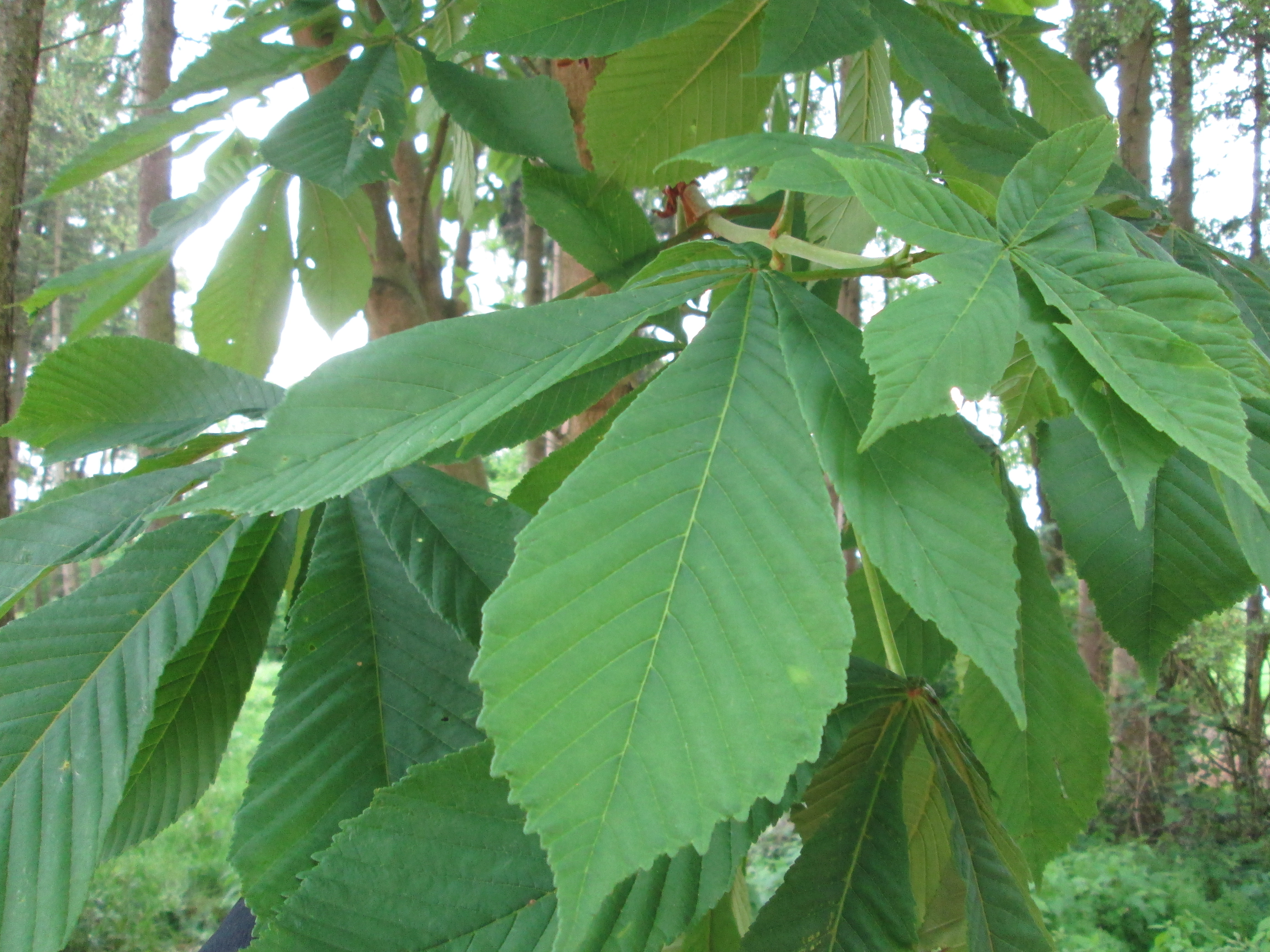 Aesculus hippocastanum Rosskastanie (4)