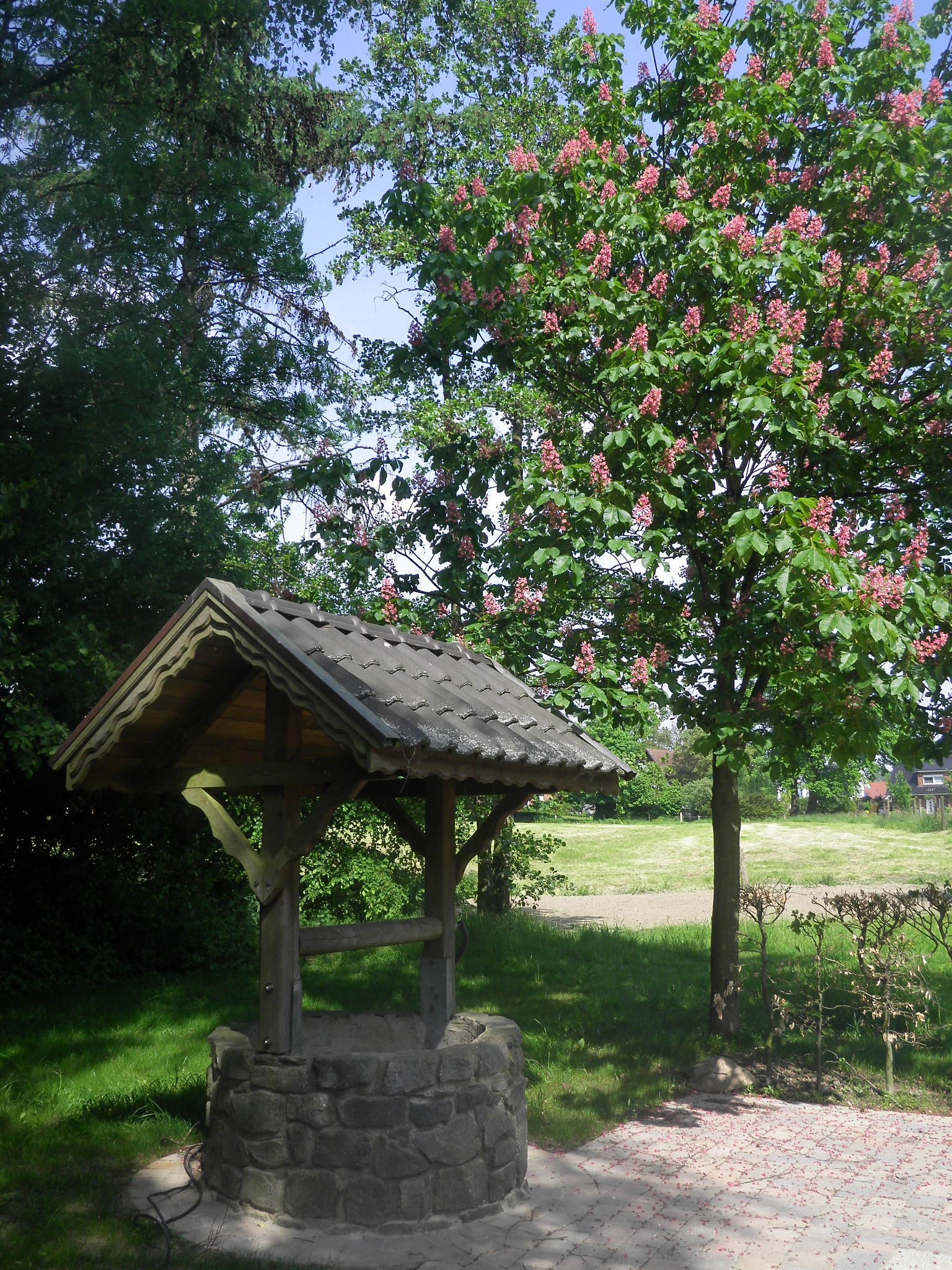 Aesculus x carnea Rotblühende Rosskastanie