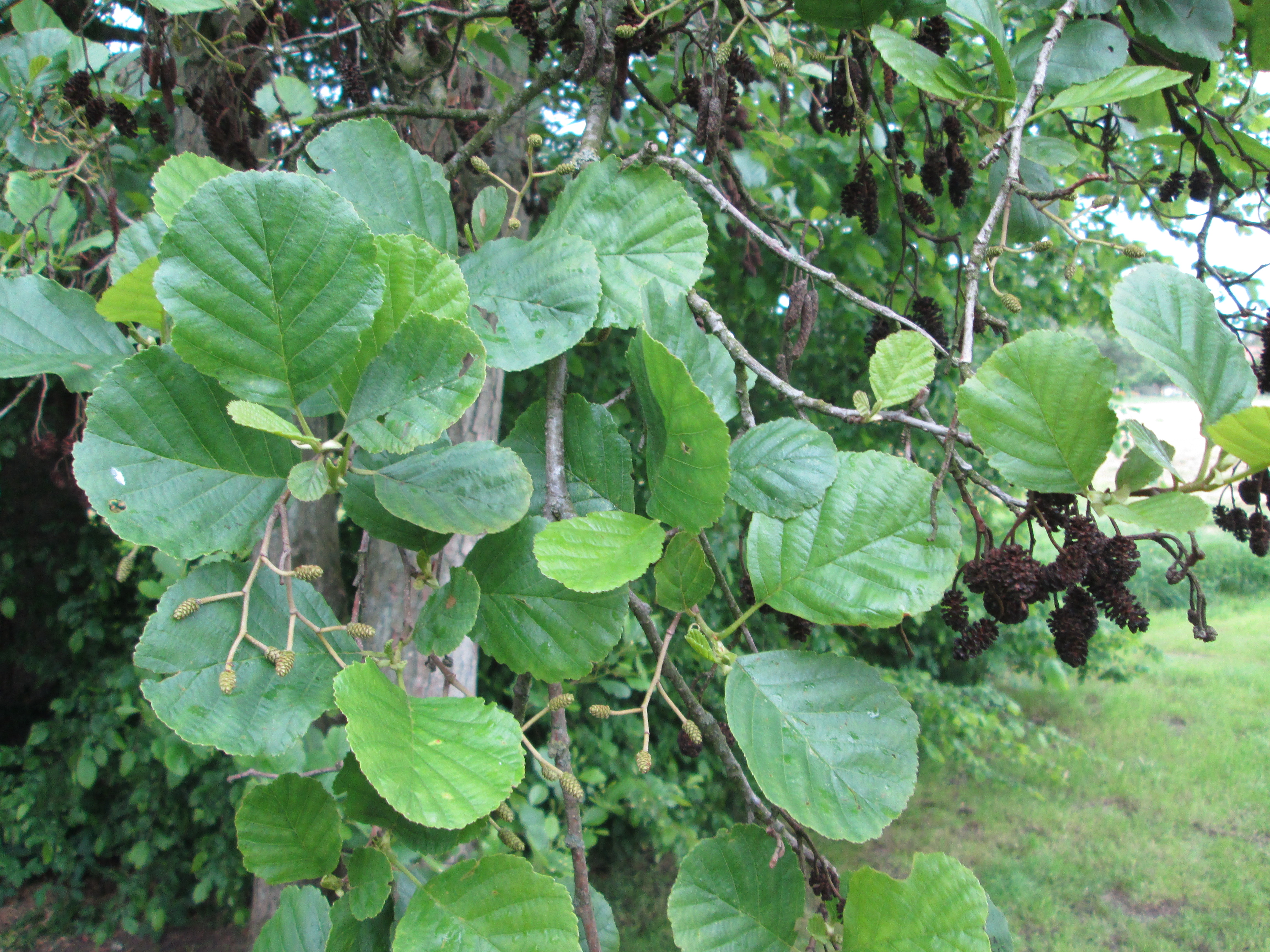 Alnus glutinosa Schwarz-Erle (3)