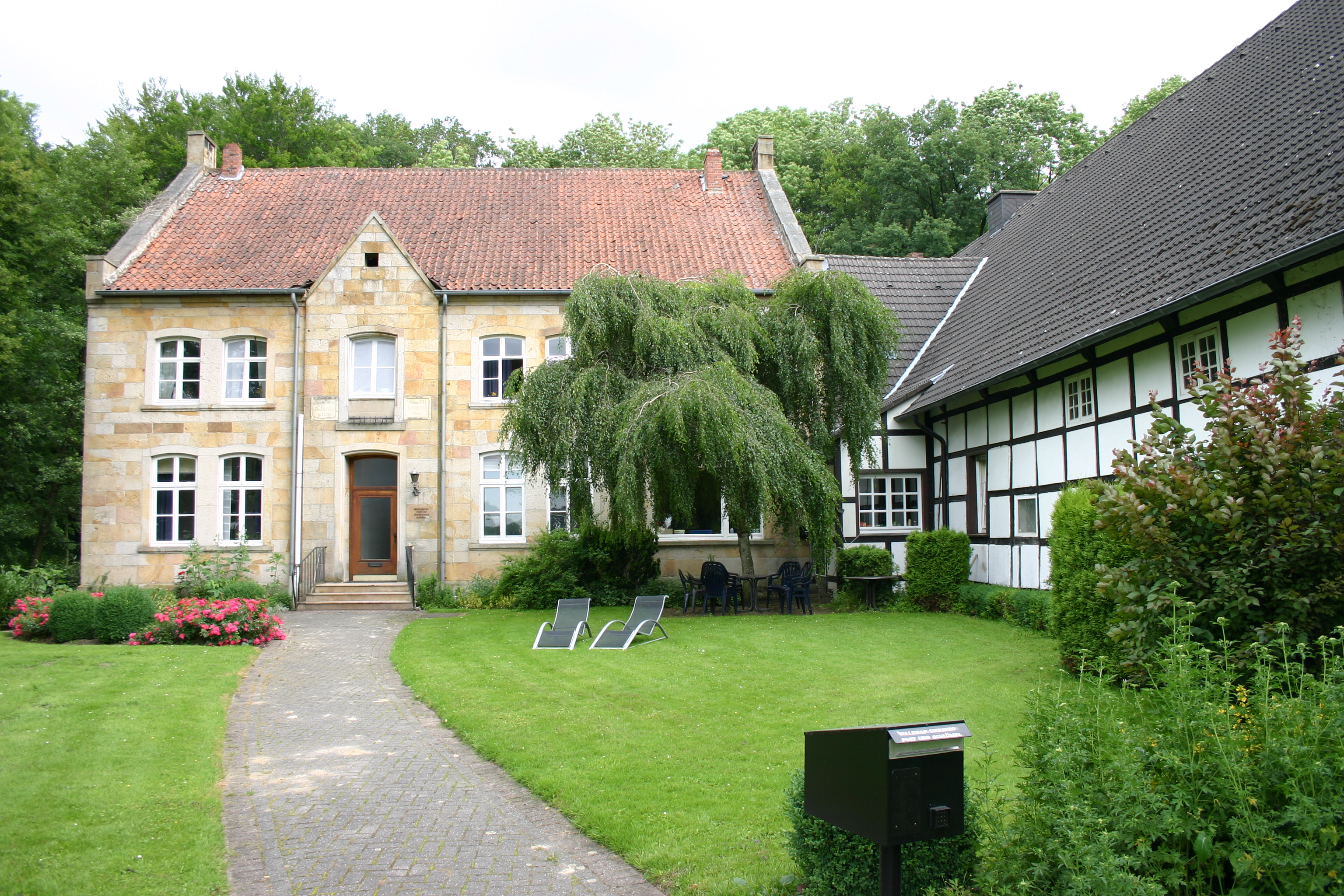 Betula pendula youngii Trauerbirke