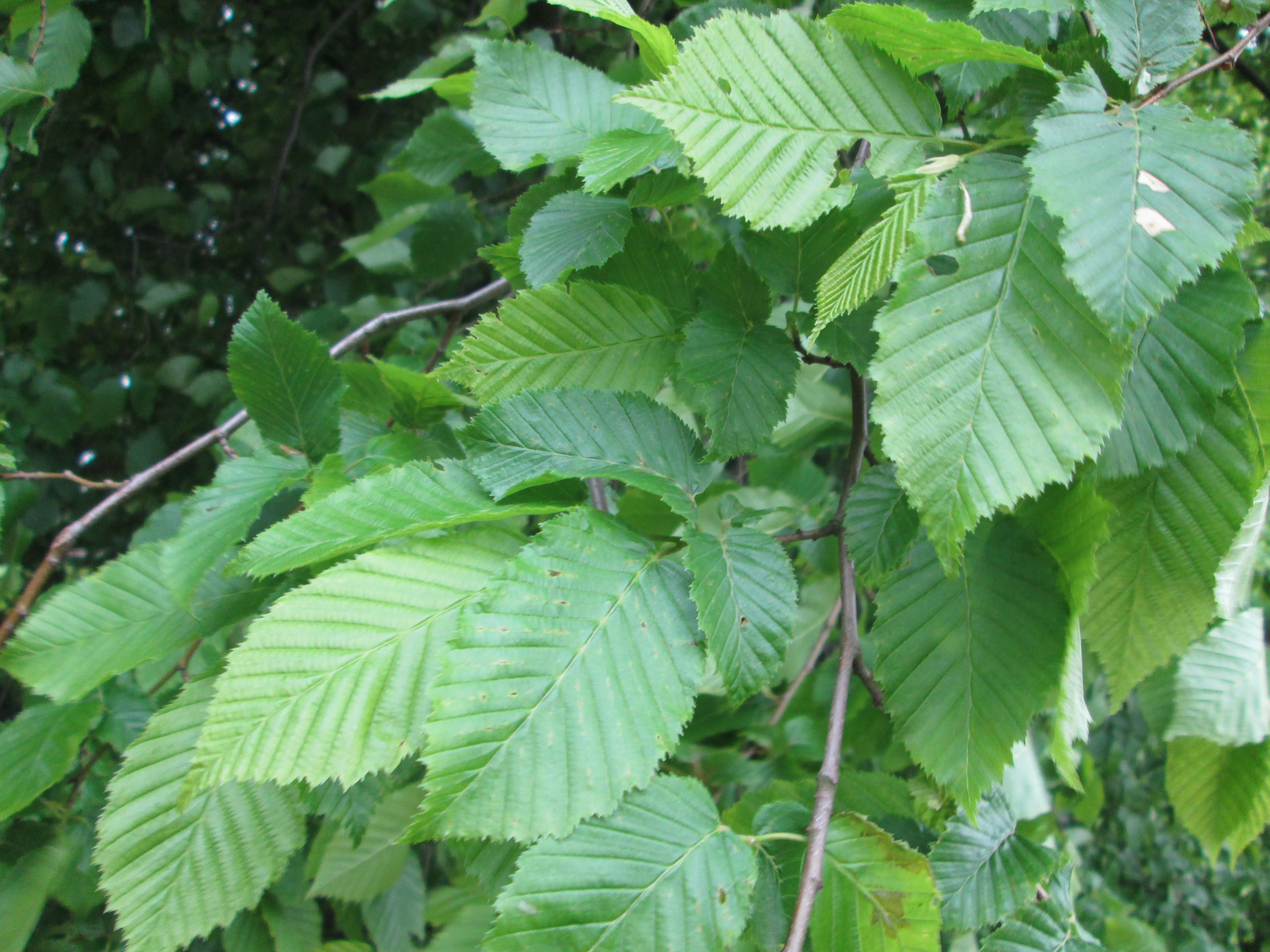 Carpinus betulus Hainbuche (4)