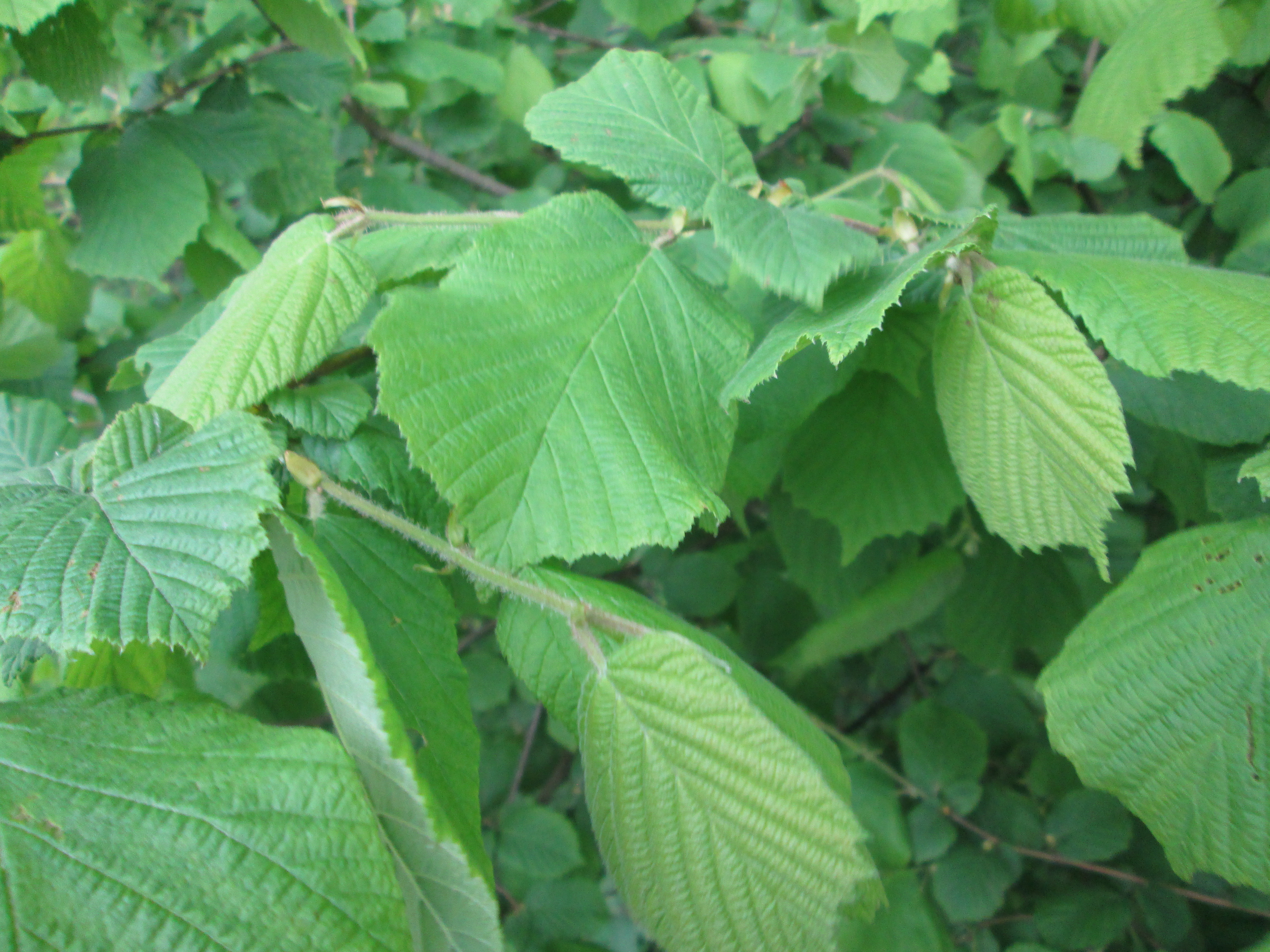 Corylus avellana-Haselnuss