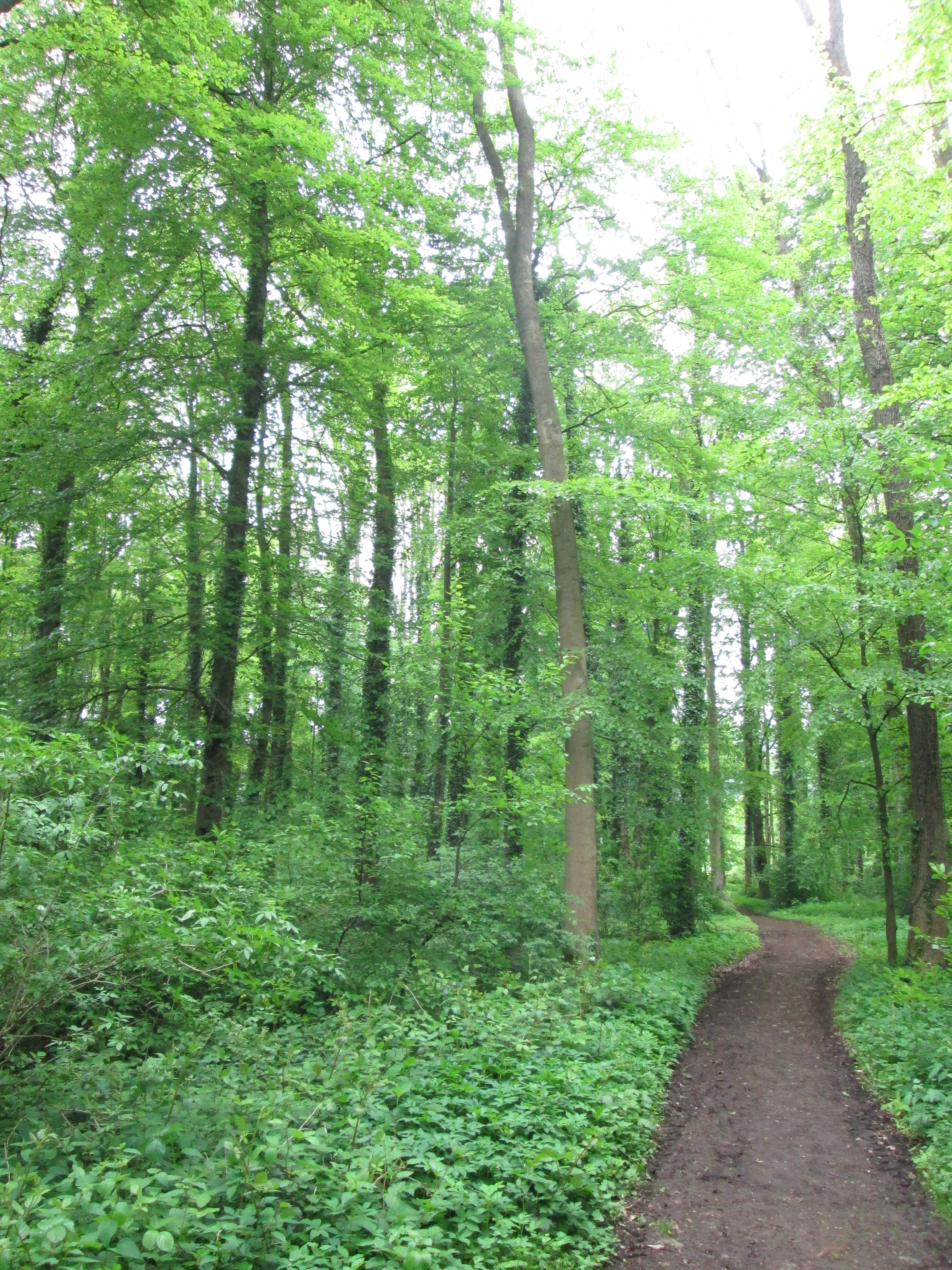 Eschen-Erlen-Wald