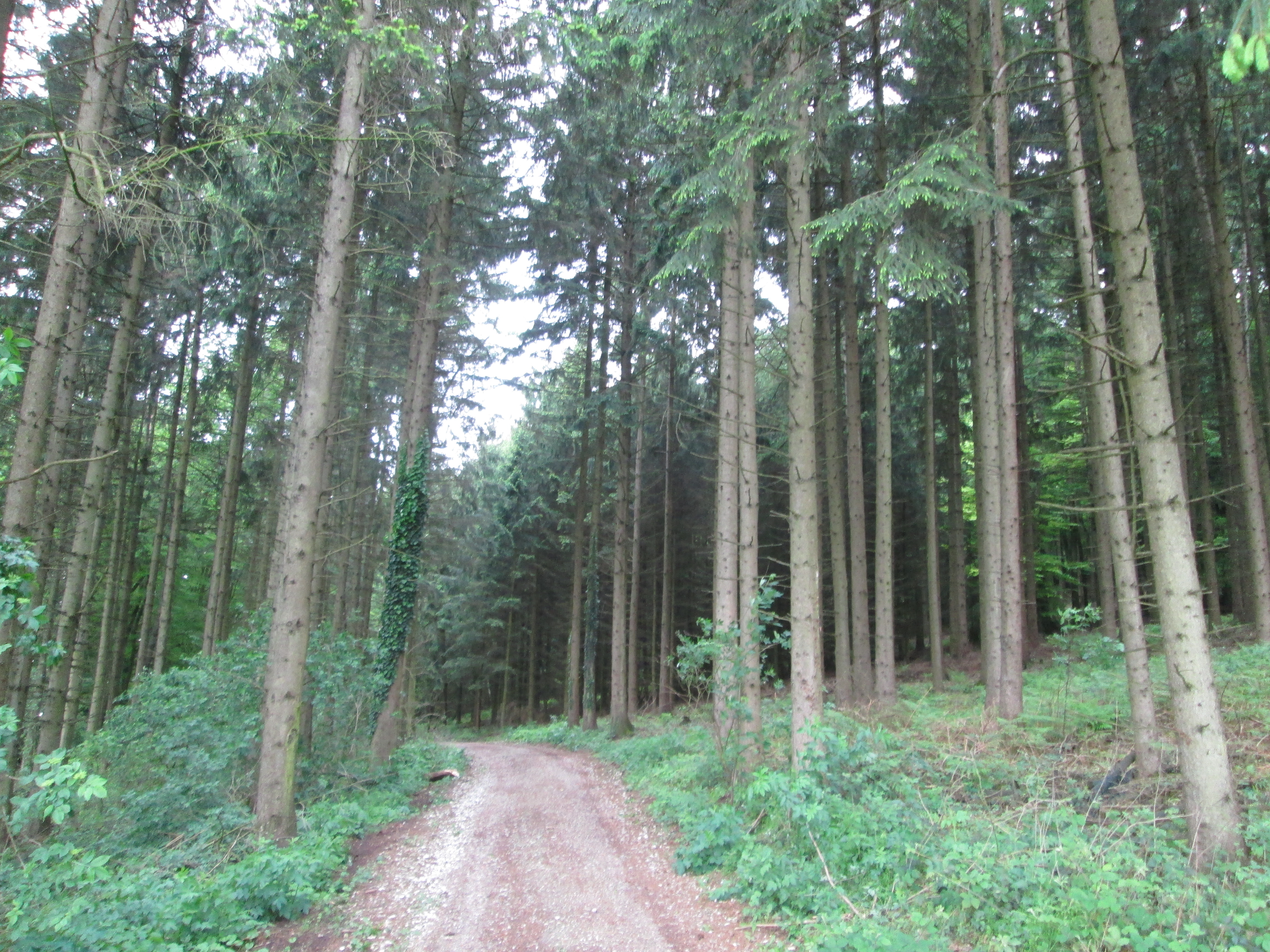 Forstwirtschaftliche Nutzung