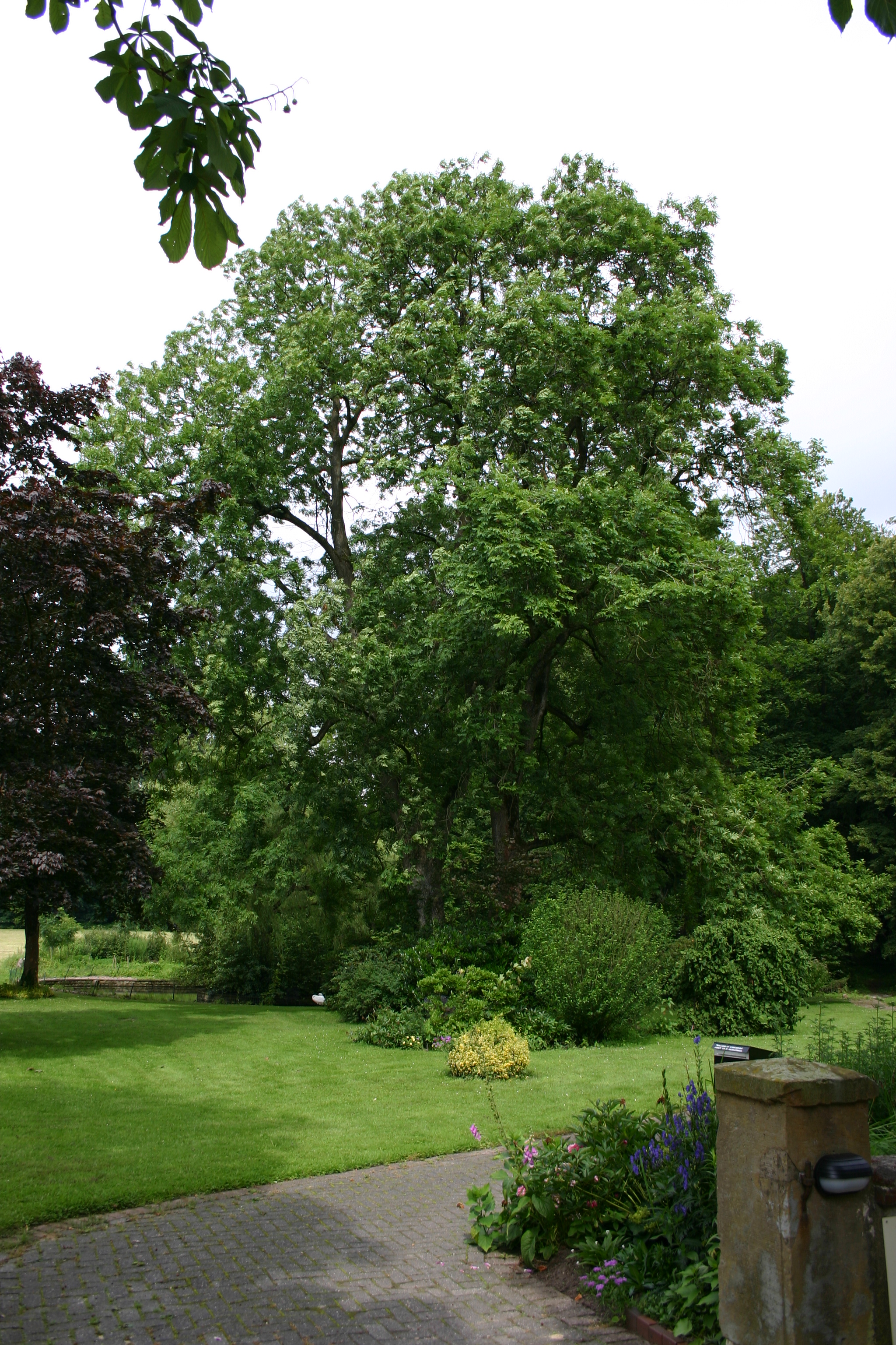 Fraxinus excelsior Gemeine Esche