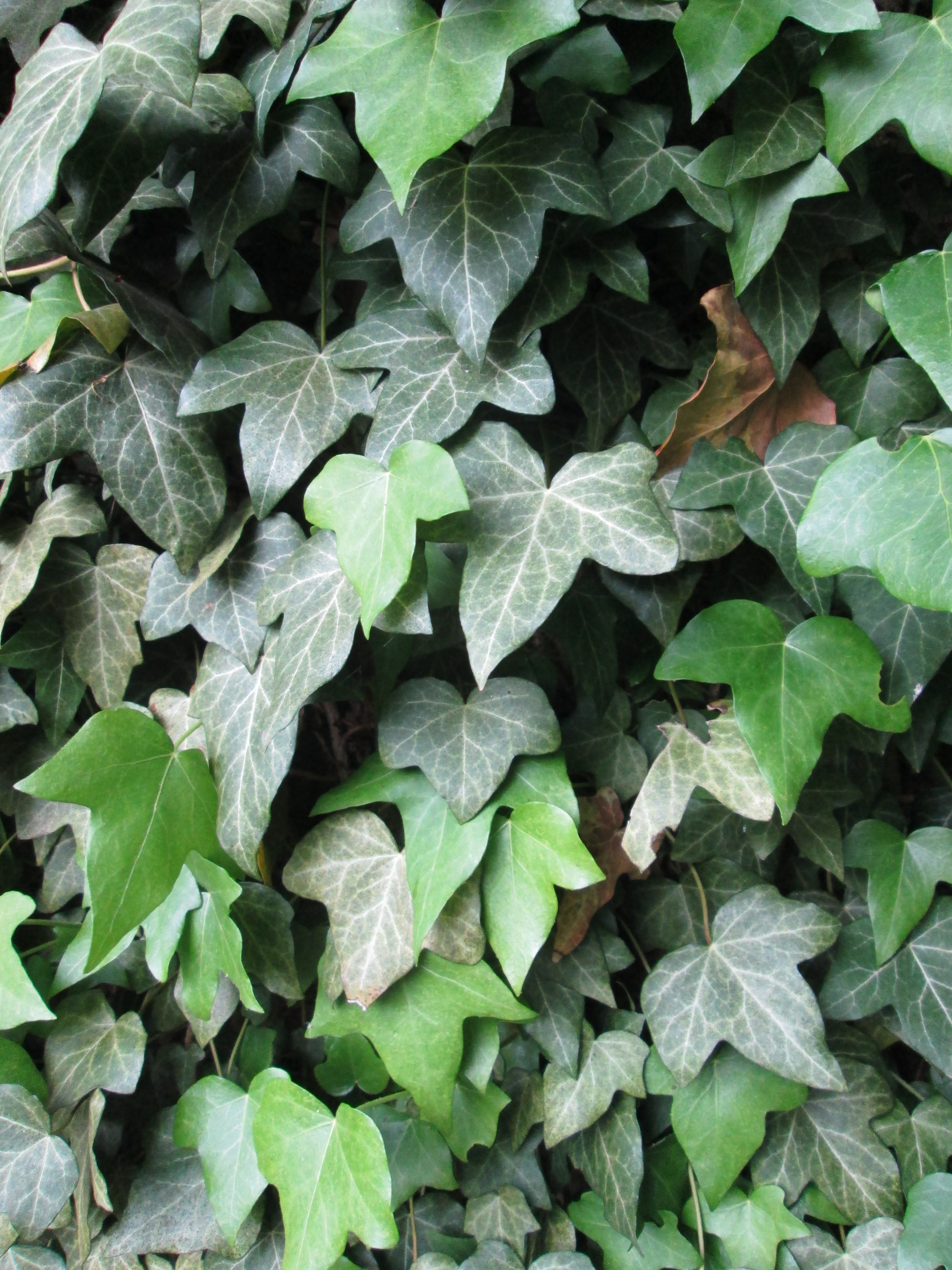 Hedera helix efeu