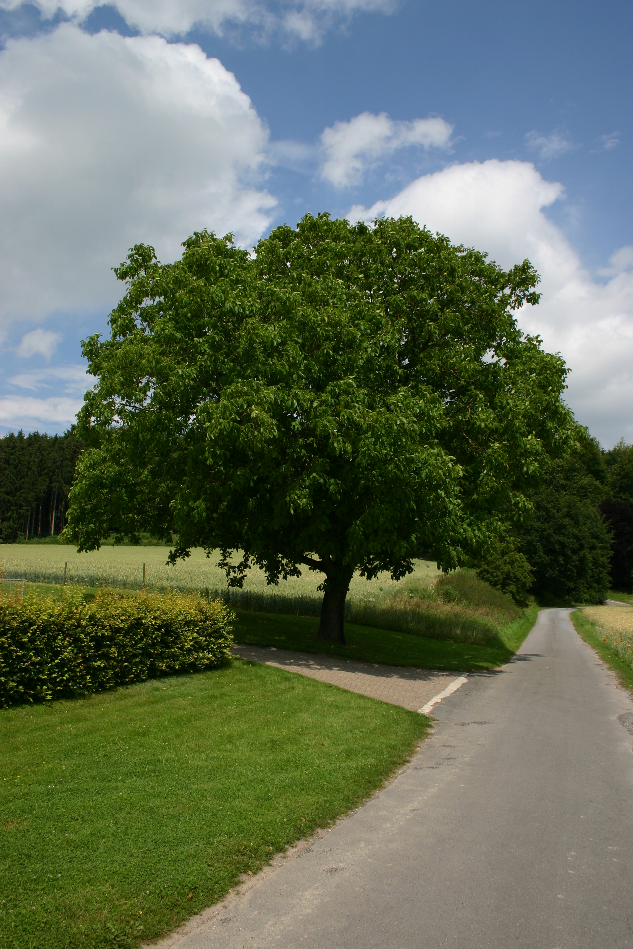 Juglans regia Walnuss