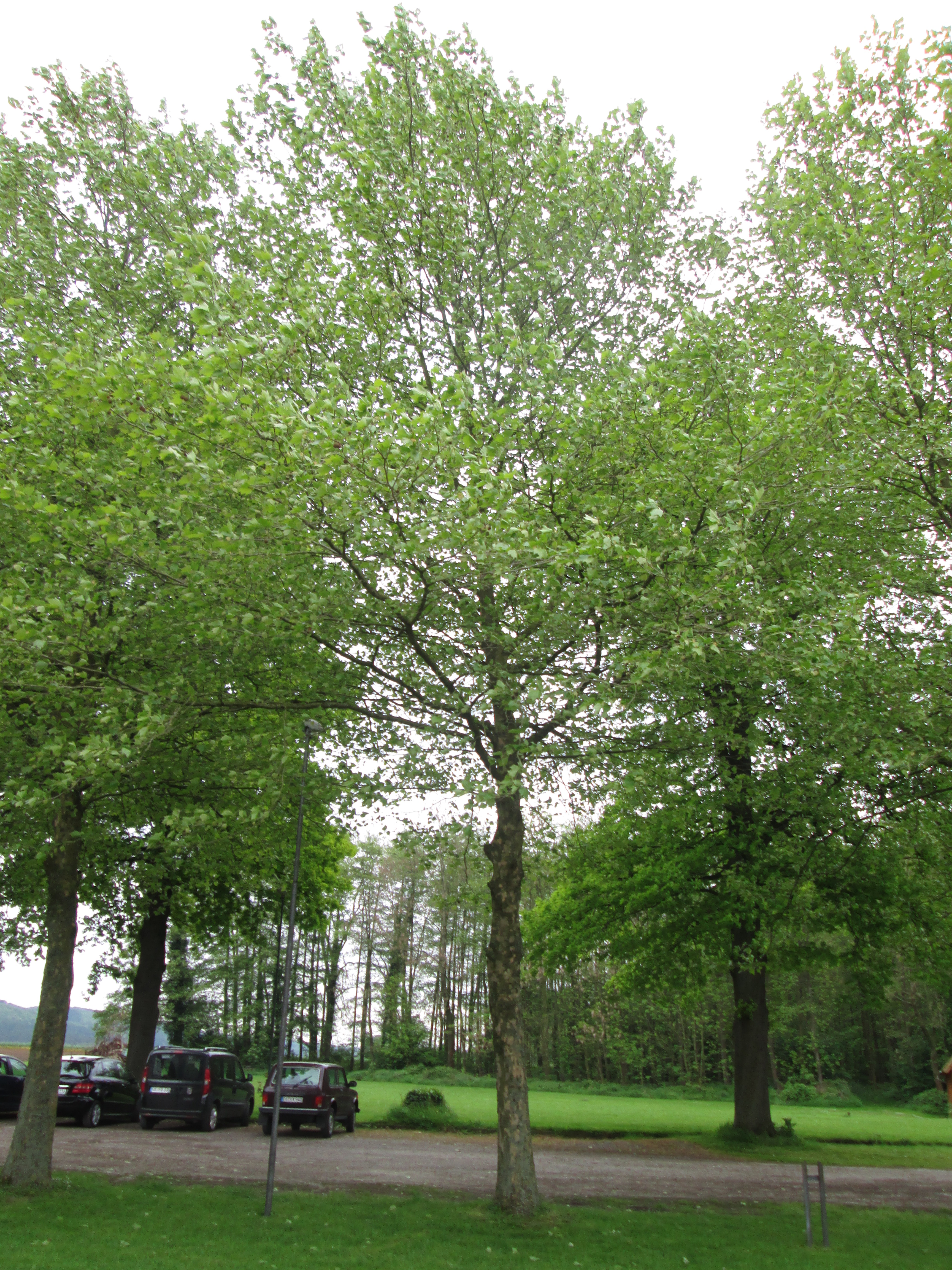 Platanus x acerifolia Ahornblättrige Platane (2)