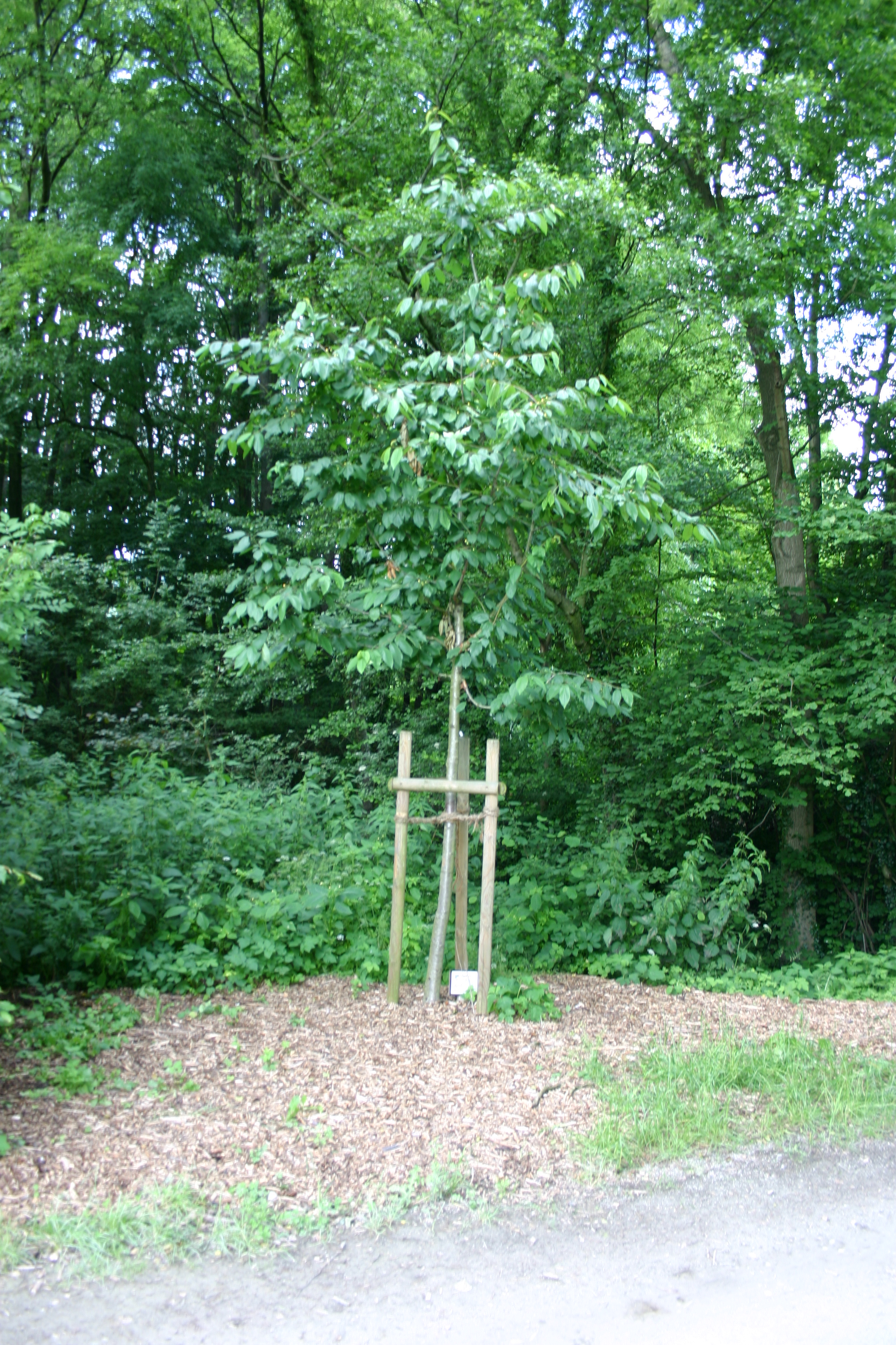 Prunus avium Vogel-Kirsche