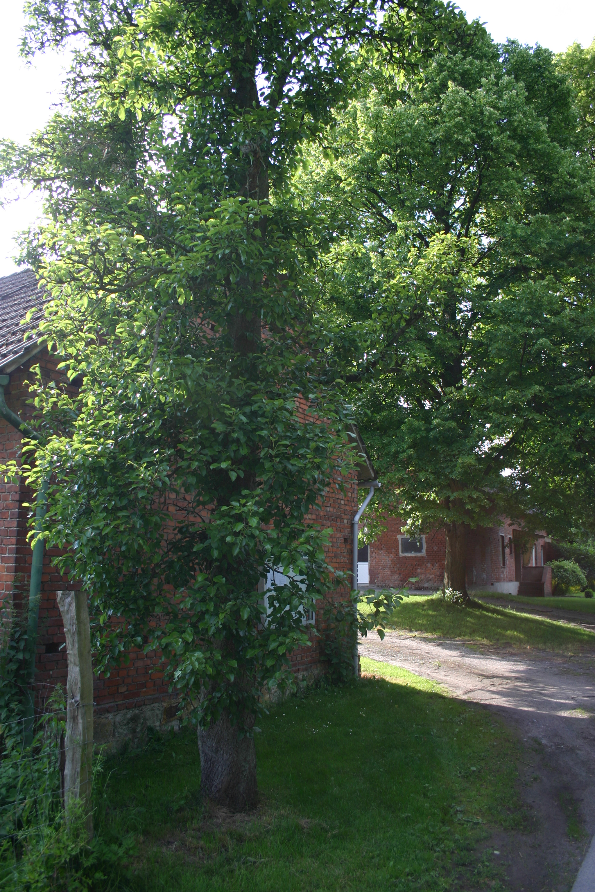 Pyrus communis Kultur-Birne