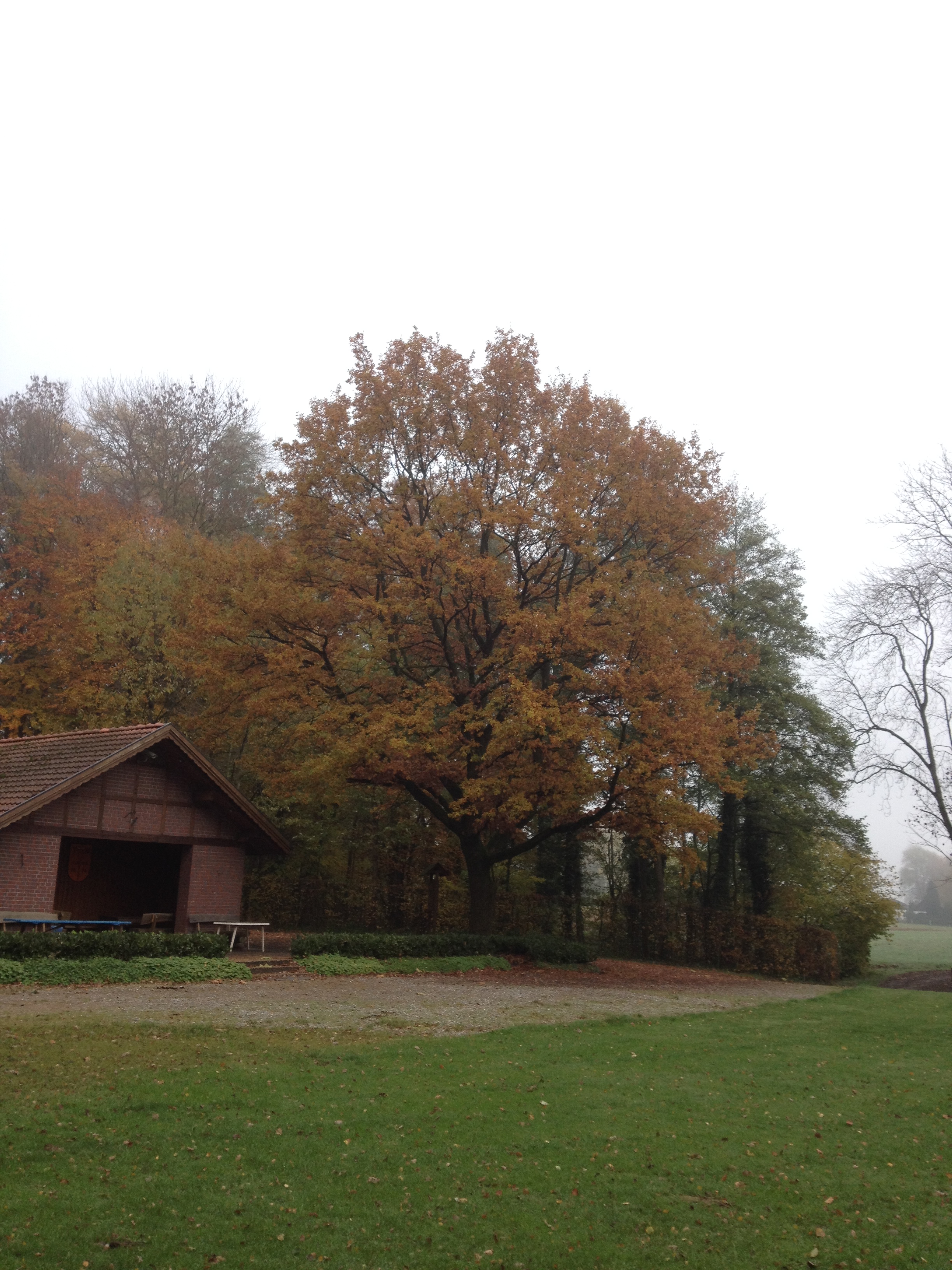 Quercus robur-Stieleiche
