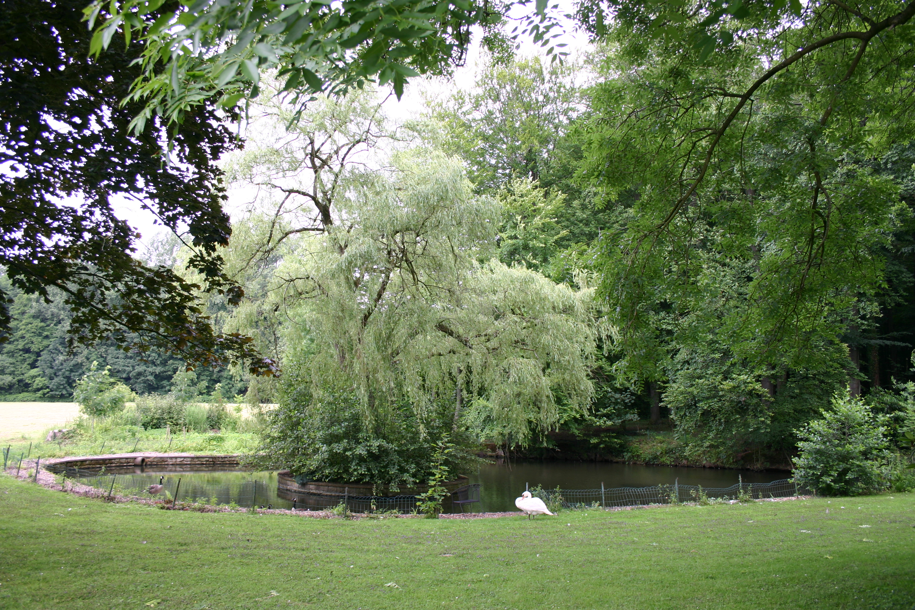 Salix alba Tritis Trauerweide