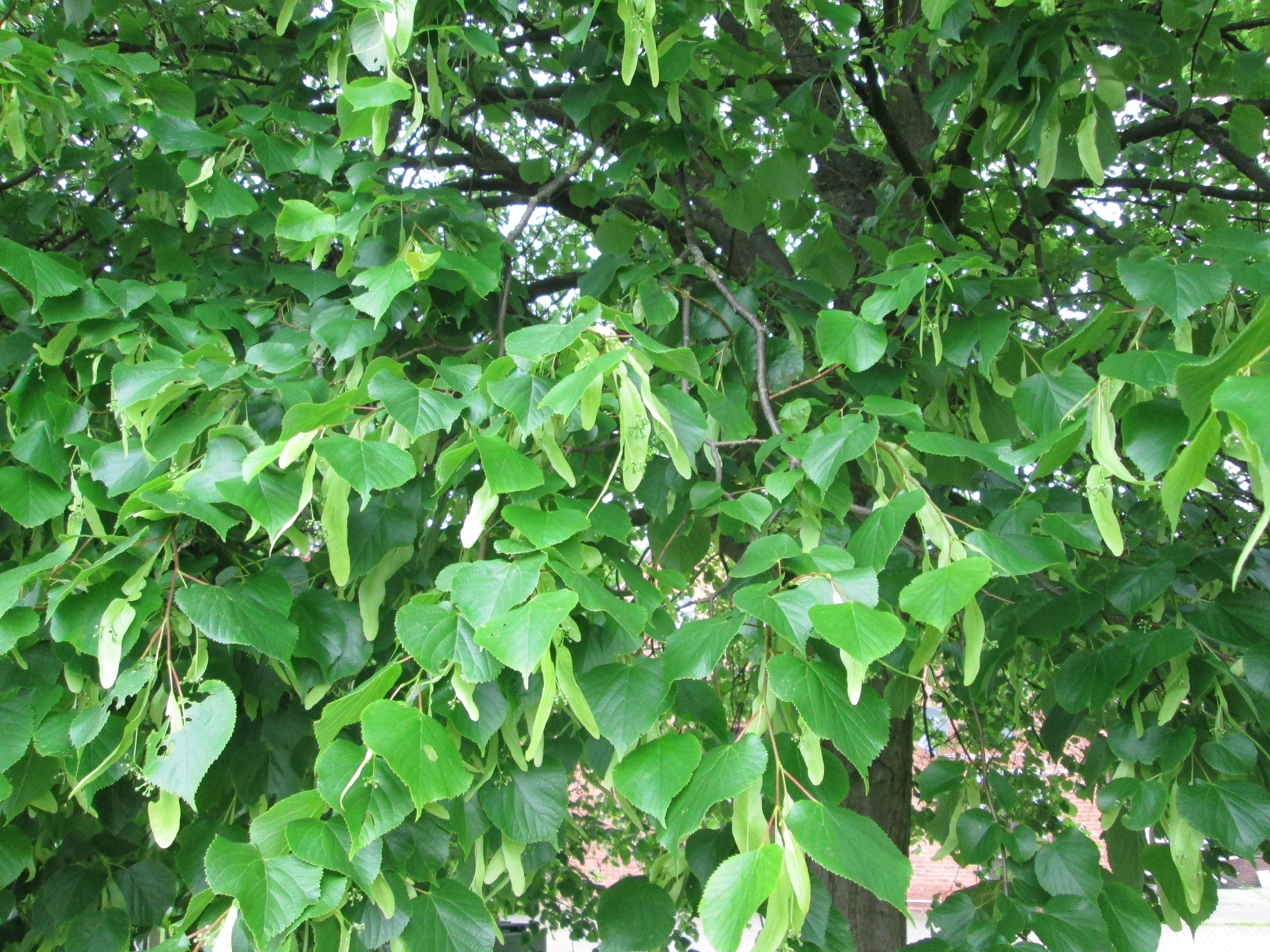 Tilia cordata Winter-Linde (3)